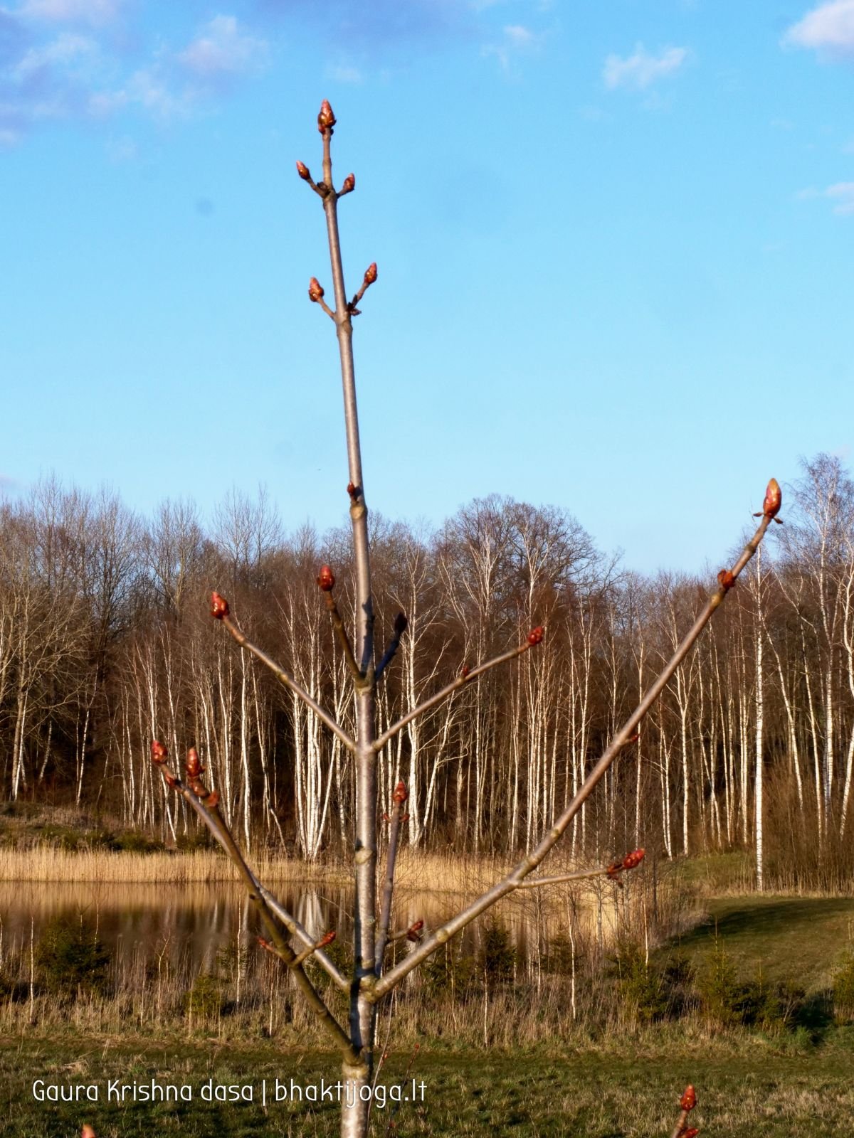 3 pavasari ismintinga gamta stiebiasi maksimaliai i virsu sakalu  kaimas 2020 04 19